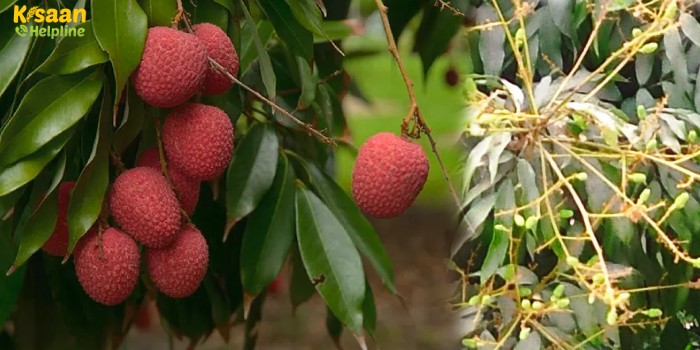 लीची में फूल आने से पूर्व से लेकर फल के लौंग के आकार के होने तक क्या करें, क्या ना करें?